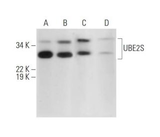 UBE2S Antibody (C-1) - Western Blotting - Image 290920 