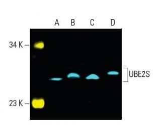 UBE2S Antibody (C-1) | SCBT - Santa Cruz Biotechnology