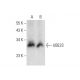 UBE2S Antibody (F-10) - Western Blotting - Image 303802