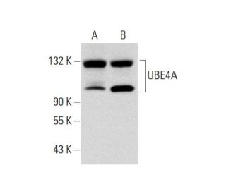 UBE4A Antibody (B-6) - Western Blotting - Image 320438 
