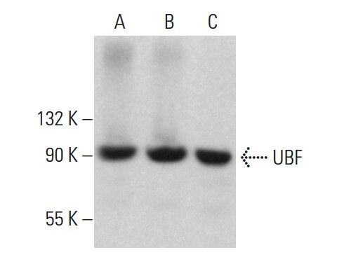 UBF Antibody F 9 SCBT Santa Cruz Biotechnology