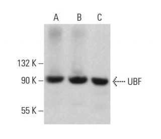 western blotting image from recommended UBF (F-9) monoclonal antibody replacement. Image 380378