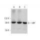 western blotting image from recommended UBF (F-9) monoclonal antibody replacement. Image 380378