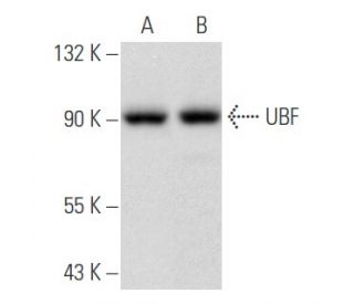 UBF Antibody (F-9) - Western Blotting - Image 355828