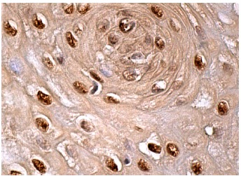 Ubiquitin Antibody (A-5) | SCBT - Santa Cruz Biotechnology