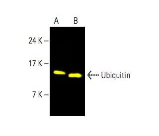 shishikui manybotan ベージュ Hitotsubu no Mugi — MTC Sake