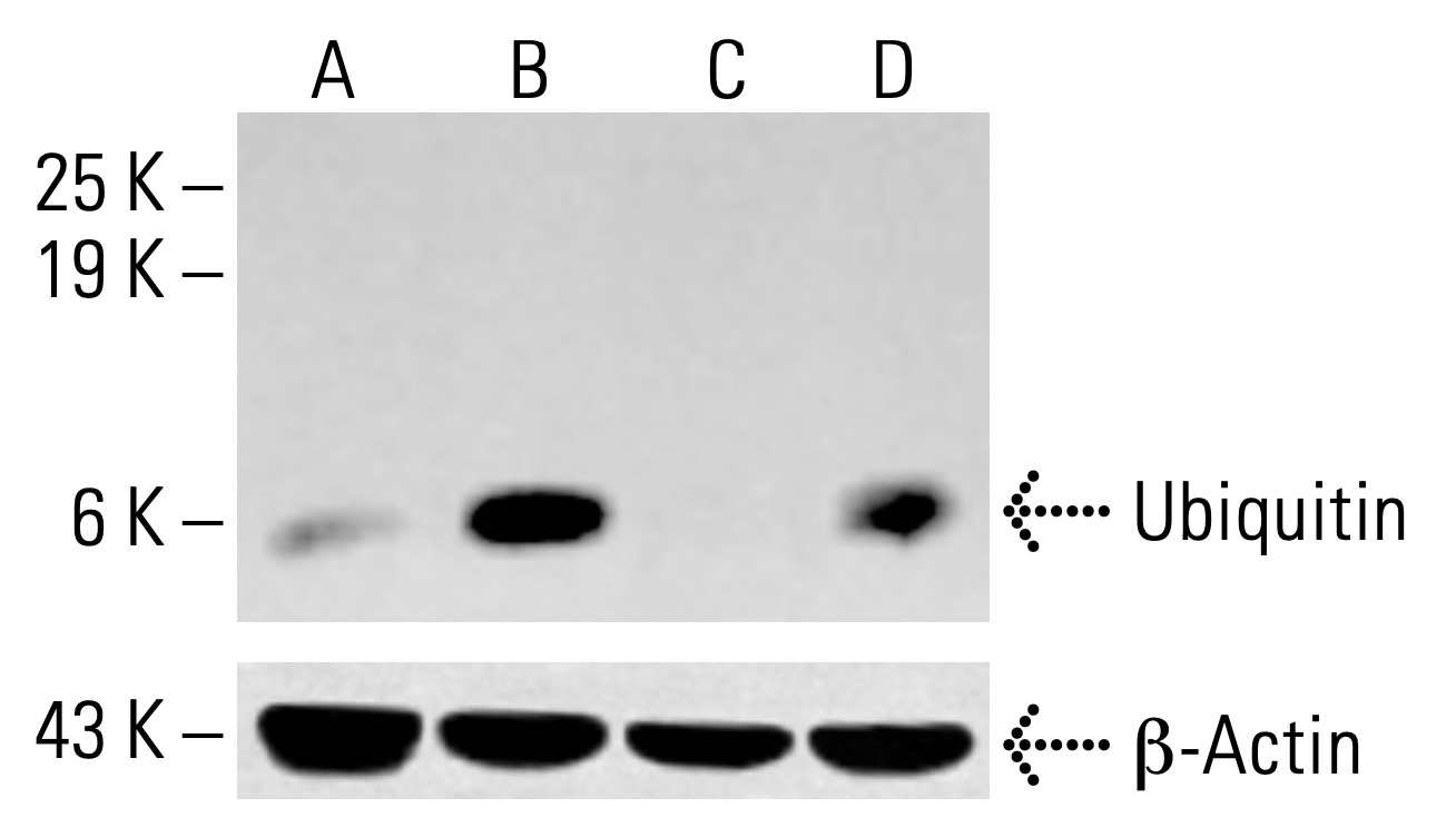 Ubiquitin抗体(A-5) | SCBT - Santa Cruz Biotechnology