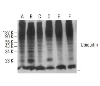 Ubiquitin Antibody (F-11) - Western Blotting - Image 354143 