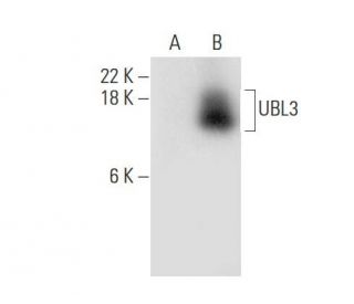 UBL3 Antibody (C-2) - Western Blotting - Image 318344