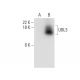 UBL3 Antibody (C-2) - Western Blotting - Image 318344