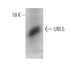 UBL5 Antibody (429CT16.3.1) - Western Blotting - Image 374594