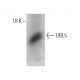 UBL5 Antibody (429CT16.3.1) - Western Blotting - Image 374594