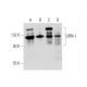 UBN-1 Antibody (D-8) - Western Blotting - Image 345947 