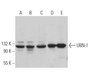 UBN-1 Antibody (D-8) - Western Blotting - Image 371084 