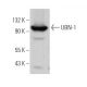 UBN-1 Antibody (D-8) - Western Blotting - Image 371078