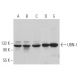 UBN-1 Antibody (D-8) - Western Blotting - Image 371084 
