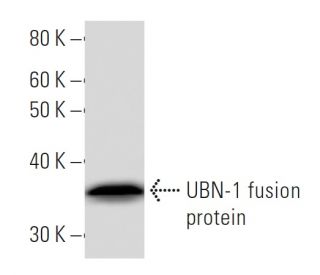 UBN-1 Antibody (UBN1G12) - Western Blotting - Image 16832