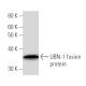 UBN-1 Antibody (UBN1G12) - Western Blotting - Image 16832