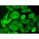 Ubp-M Antibody (B-3) - Immunofluorescence - Image 384210 