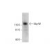 Ubp-M Antibody (B-3) - Western Blotting - Image 289547