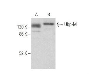 Ubp-M Antibody (B-3) - Western Blotting - Image 378043 