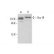 Ubp-M Antibody (B-3) - Western Blotting - Image 378043 