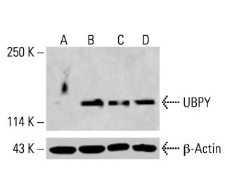 UBPY Antibody (A-11) - Western Blotting - Image 414733 