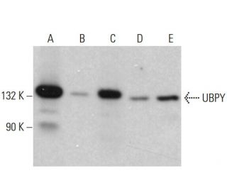 UBPY Antibody (E-1) - Western Blotting - Image 382755 