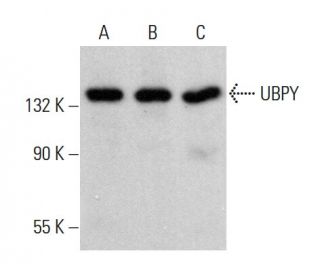 UBPY Antibody (F-3) - Western Blotting - Image 382203 