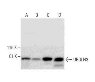 UBQLN3 Antibody (G-9) - Western Blotting - Image 297881 