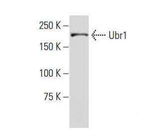 Ubr1 Antibody (24-Z) - Western Blotting - Image 33997