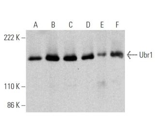 Ubr1 Antibody (A-5) - Western Blotting - Image 363221 