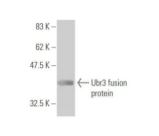 Ubr3 Antibody (5A10) - Western Blotting - Image 350332