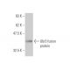 Ubr3 Antibody (5A10) - Western Blotting - Image 350332