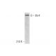 Ubr4 Antibody (21-Y) - Western Blotting - Image 324559 