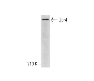 Ubr4 Antibody (21-Y) - Western Blotting - Image 324559The Double Nickase Plasmid features a U6 promoter for sgRNA expression, a 20 nt targeting sequence, and a gRNA scaffold to guide Cas9n. It includes a CBh promoter for Cas9n (D10A) and puromycin resistance, GFP for transfection verification, and nuclear localization signals (NLS). The 2A peptide allows co-expression of Cas9n and Puro from a single promoter, enabling precise genome editing with reduced off-target effects.