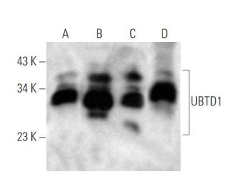 UBTD1 Antibody (189CT14.5.4) - Western Blotting - Image 374563