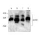 UBTD1 Antibody (189CT14.5.4) - Western Blotting - Image 374563