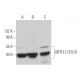 UBTFL1/3/5/6 Antibody (F-4) - Western Blotting - Image 371314 
