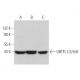 UBTFL1/3/5/6 Antibody (F-4) - Western Blotting - Image 371316