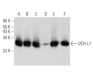 western blotting image from recommended UCH-L1 (C-4) monoclonal antibody replacement. Image 356948