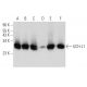 western blotting image from recommended UCH-L1 (C-4) monoclonal antibody replacement. Image 356948