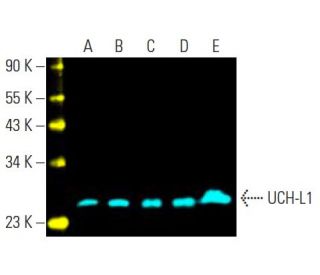UCH-L1 Antibody (C-4) - Western Blotting - Image 396451 