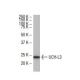 UCH-L3 Antibody (ZE-17) - Western Blotting - Image 33716 