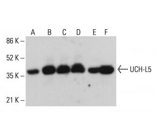 UCH-L5 Antibody (C-4) - Western Blotting - Image 362521 
