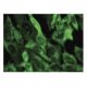 UCK1 Antibody (E-9) - Immunofluorescence - Image 149805 
