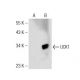 UCK1 Antibody (E-9) - Western Blotting - Image 147246 