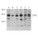 UCK1 Antibody (E-9) - Western Blotting - Image 367459