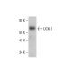 UCKL1 Antibody (B-11) - Western Blotting - Image 348628