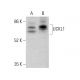 UCKL1 Antibody (B-11) - Western Blotting - Image 377014 